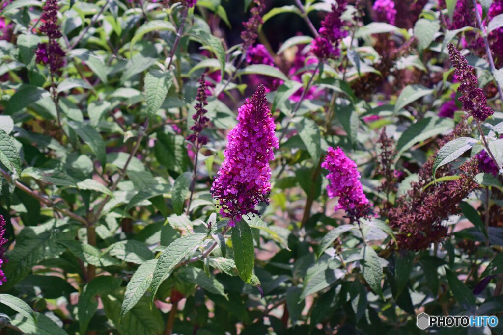 散歩中に見つけた花