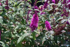 散歩中に見つけた花