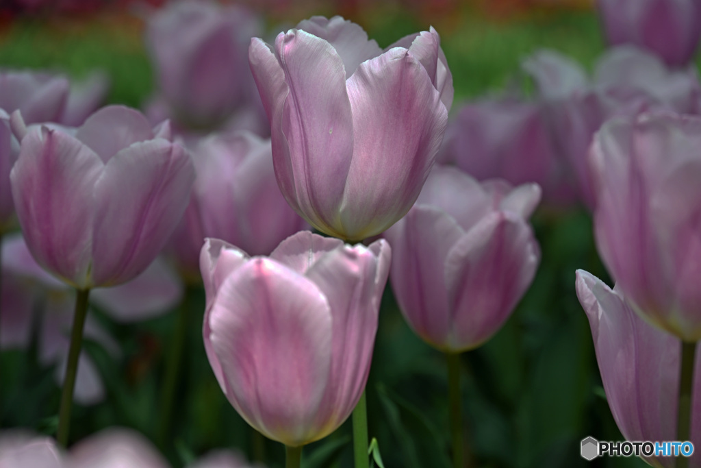 時期は過ぎましたね