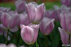 時期は過ぎましたね