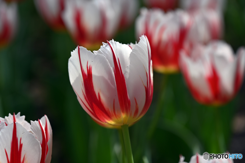 時期は過ぎましたね