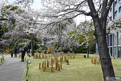 高輪日本庭園