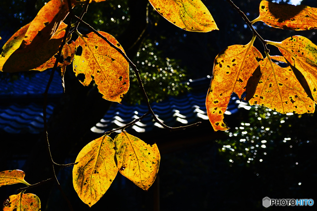 小さな秋見つけた・・