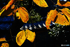 小さな秋見つけた・・