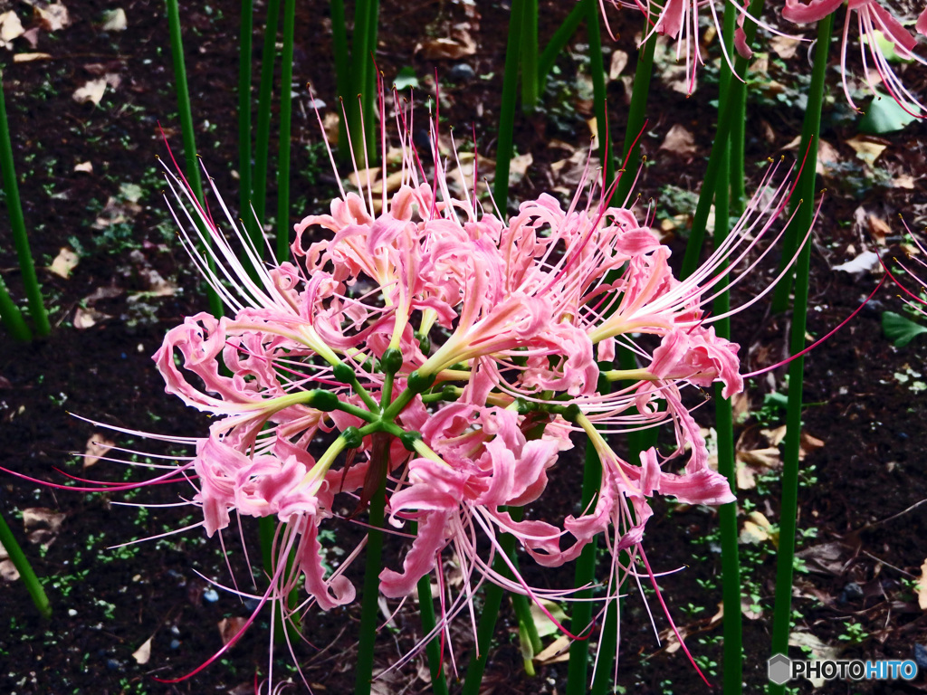 ピンクの彼岸花