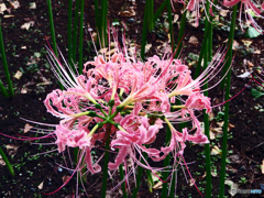 ピンクの彼岸花