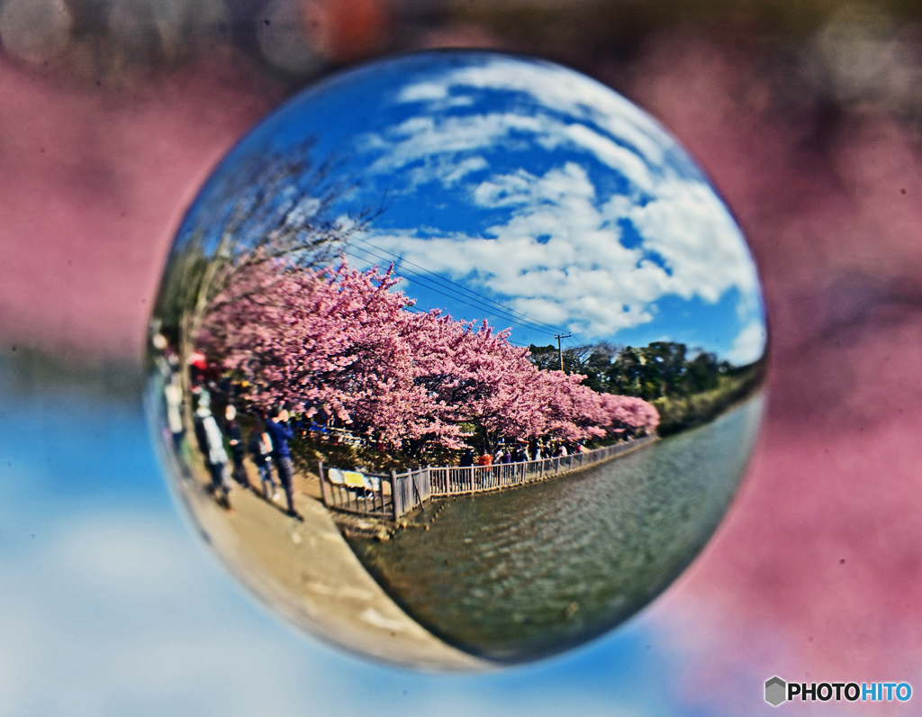 河津桜