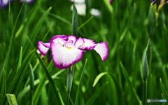 花撮り散歩