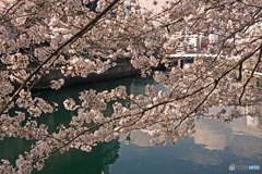 桜咲く大岡川端