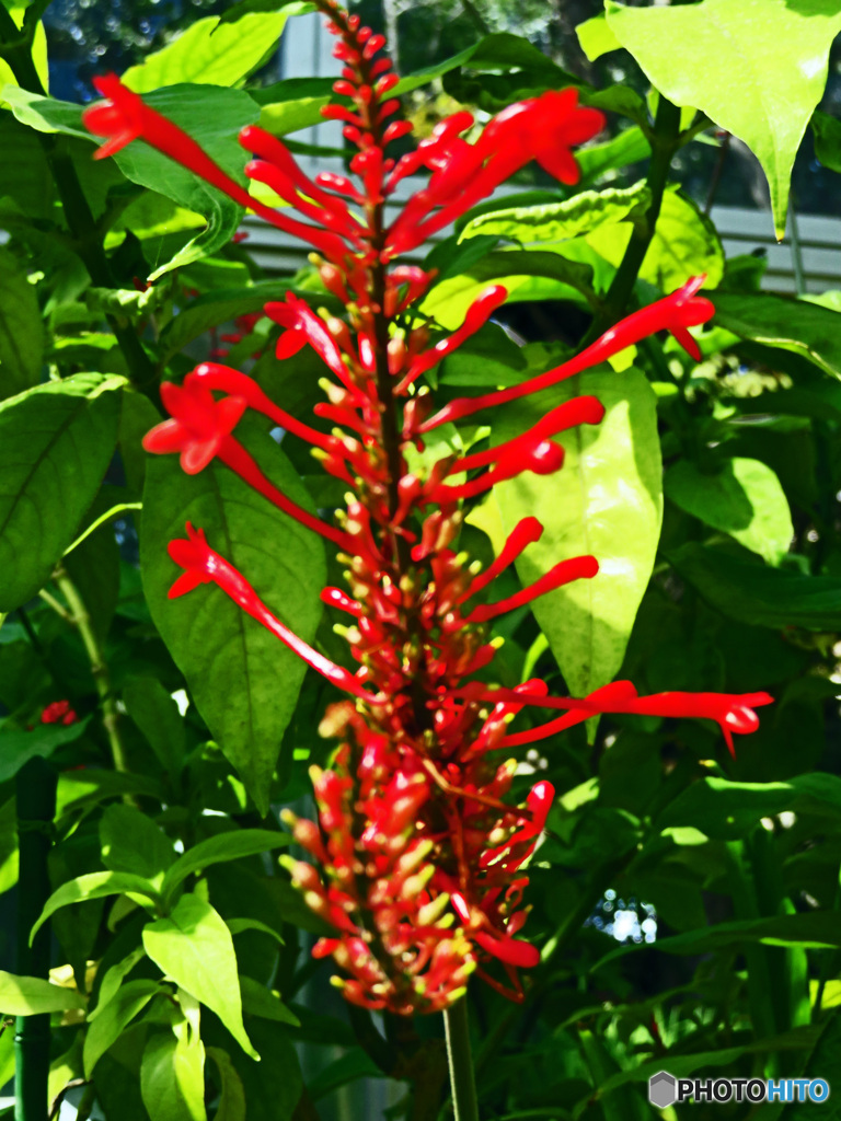 花撮り散歩