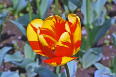 春ですね～チューリップはいかが