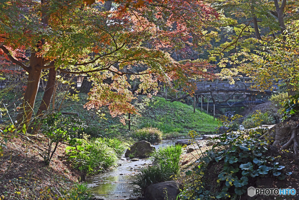 秋の三渓園