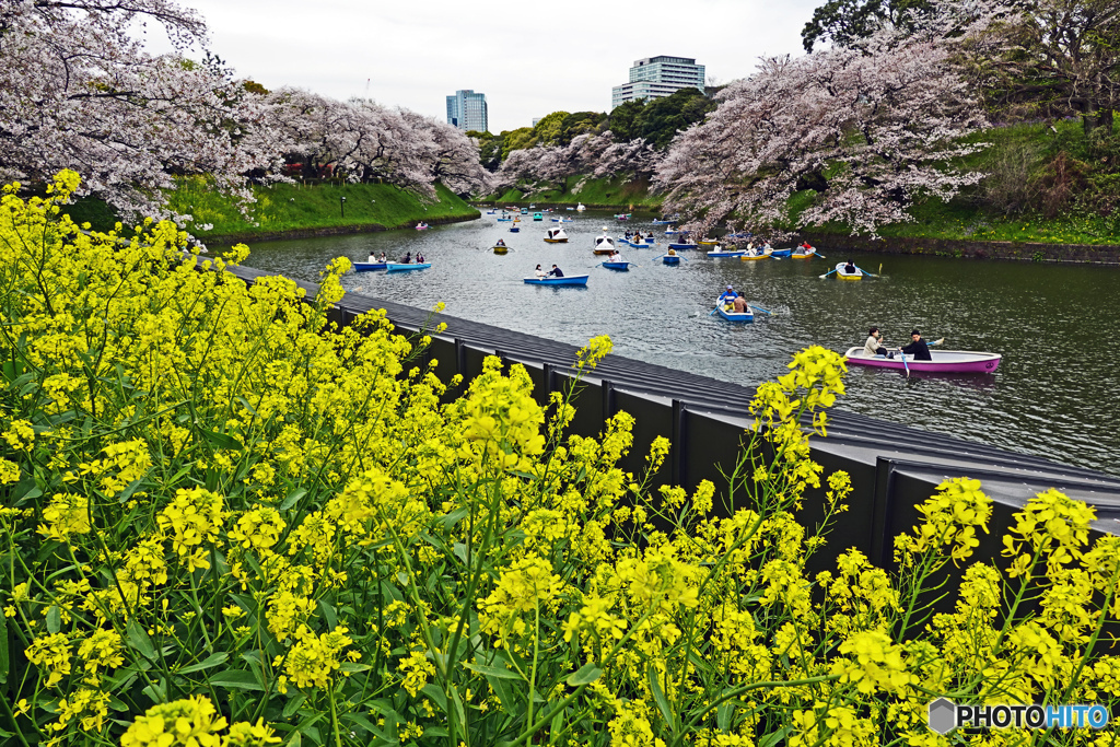 千鳥ヶ淵スナップ