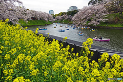 千鳥ヶ淵スナップ