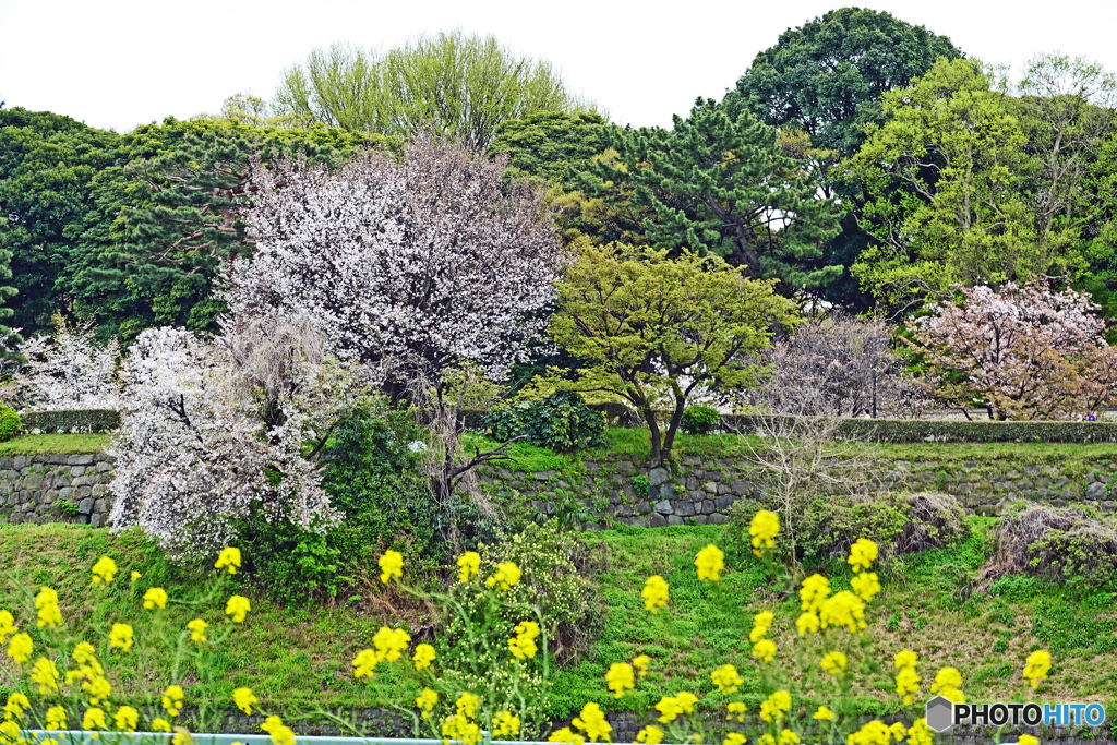 千鳥ヶ淵スナップ