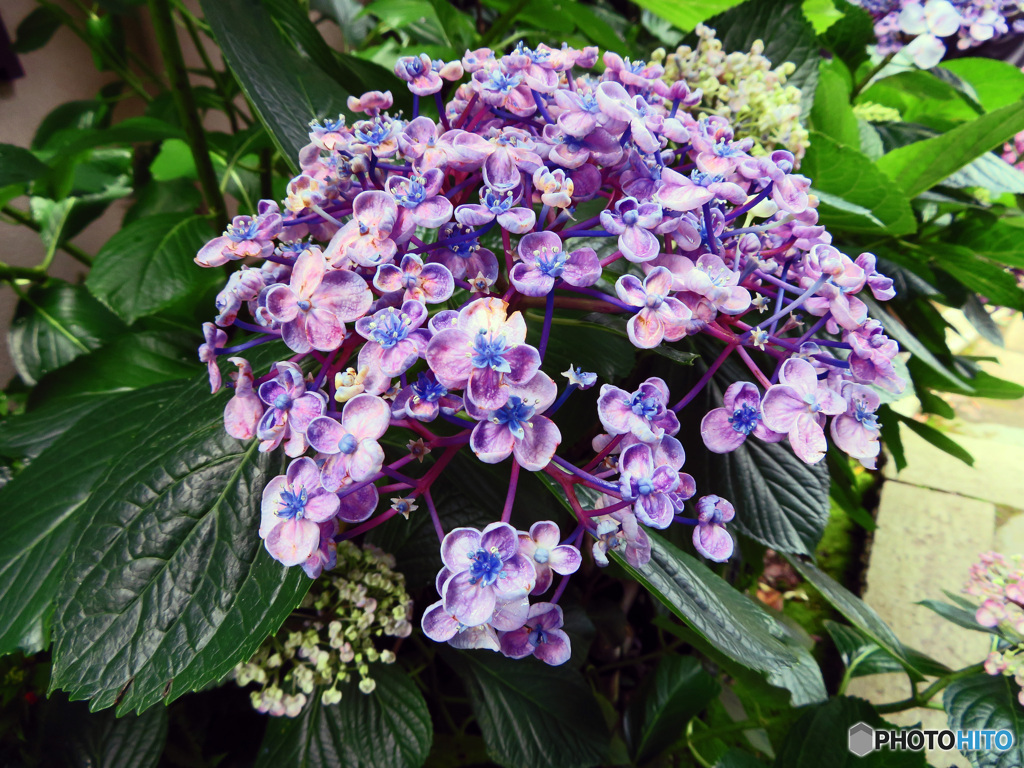 長谷寺アジサイ