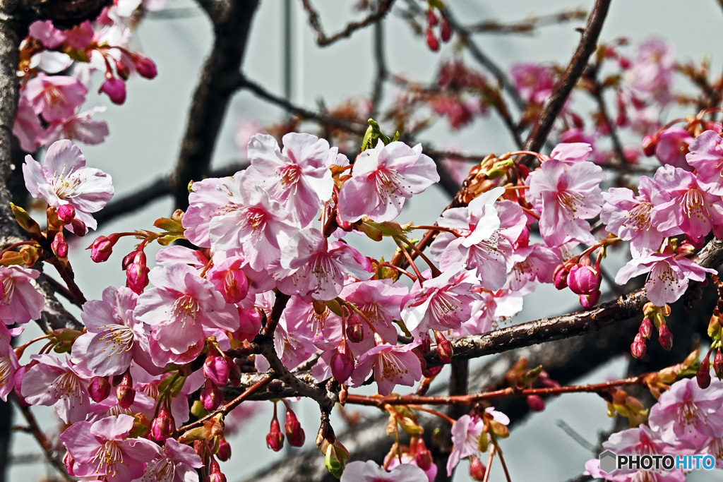 銀座の桜