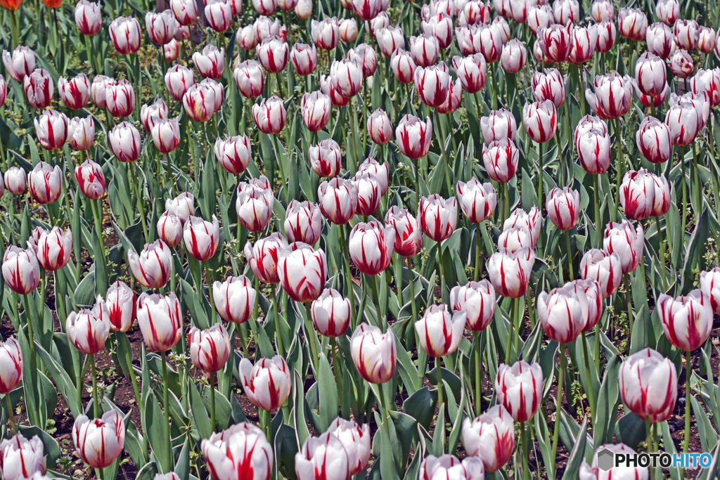 春ですね～チューリップはいかが