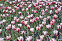 春ですね～チューリップはいかが