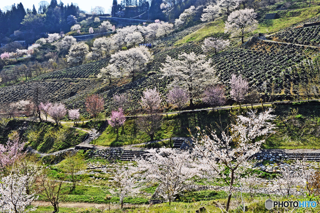  追憶の桜　  陸郷の桜仙峡