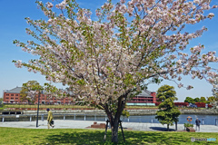 みなとみらい桜のある風景3