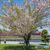 みなとみらい桜のある風景3