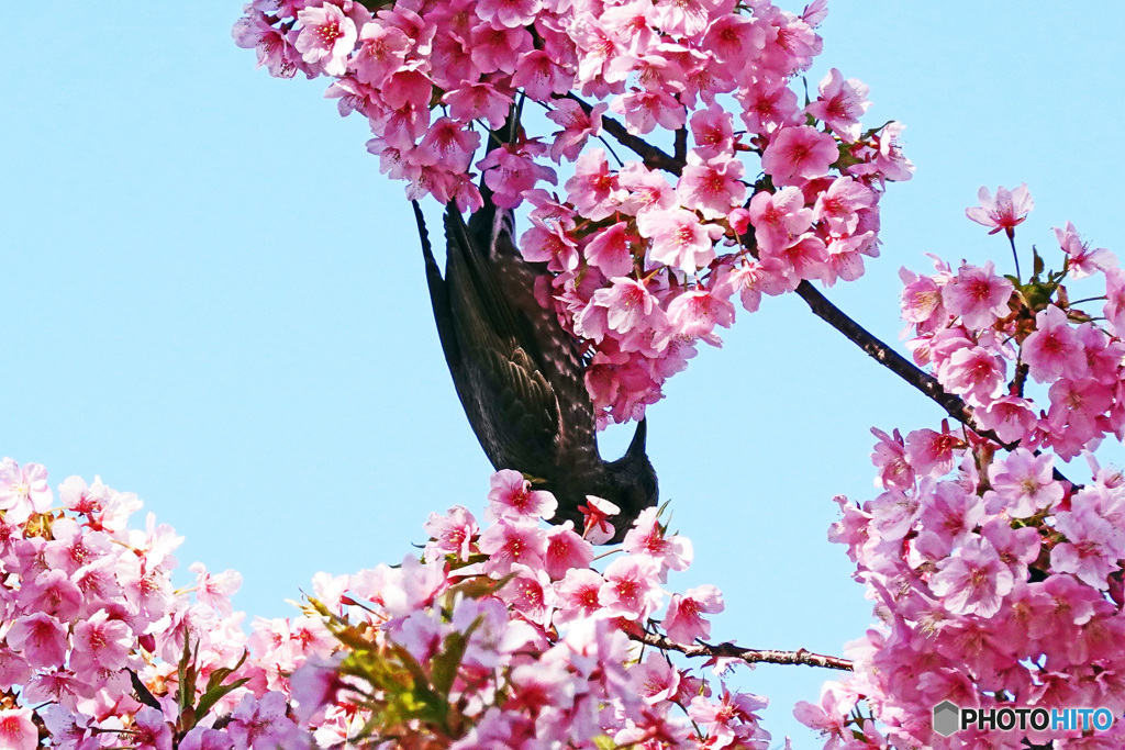 河津桜