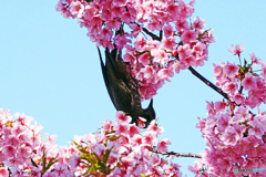 河津桜