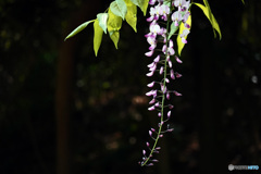 藤の花はいかがでしょうか