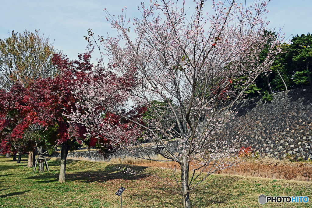 秋の皇居公開　桜が咲いていました。