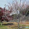 秋の皇居公開　桜が咲いていました。