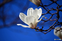 木蓮