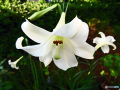 花撮り散歩