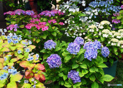 長谷寺のアジサイ
