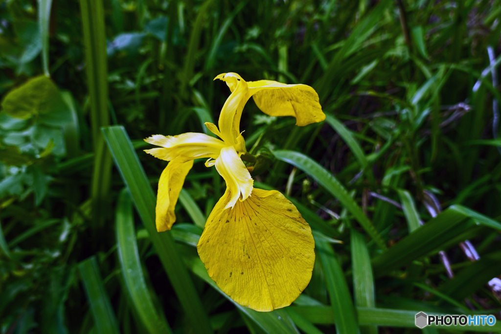 道端で見付けた