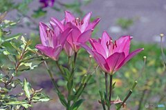 散歩中に見つけた花