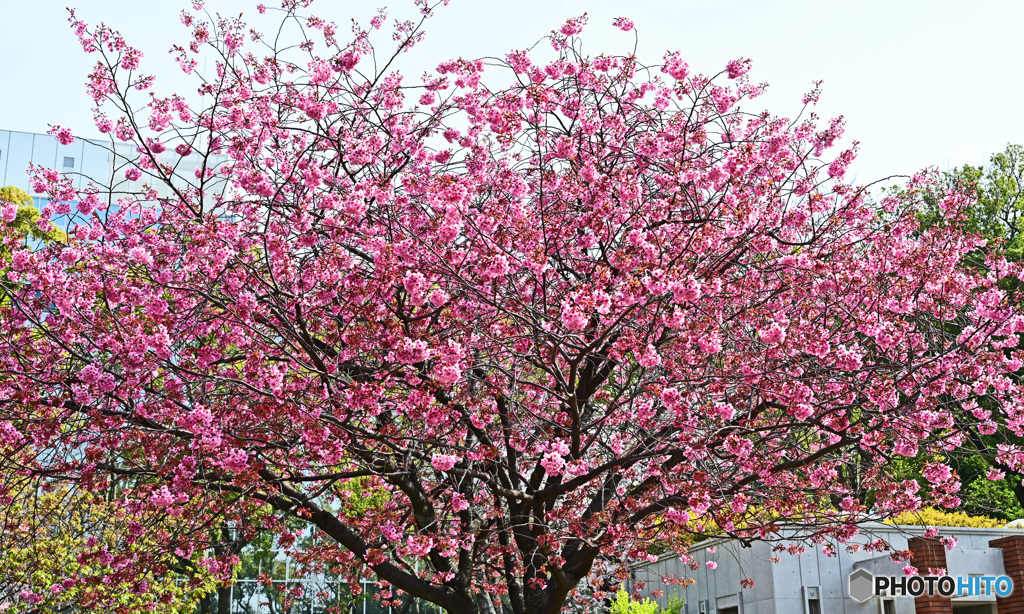 朝の散歩で