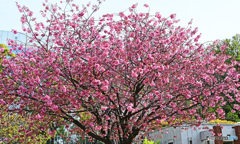 朝の散歩で