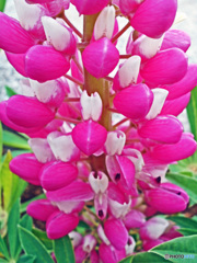 道端で見付けた