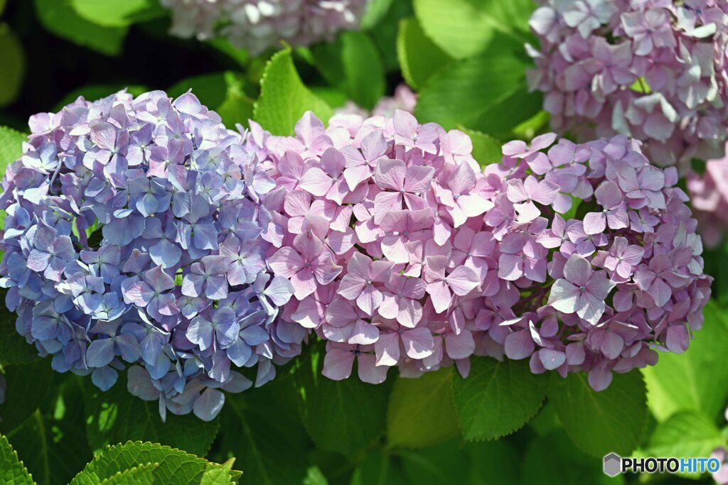 アジサイ