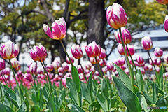 春ですね　チューリップはいかが～