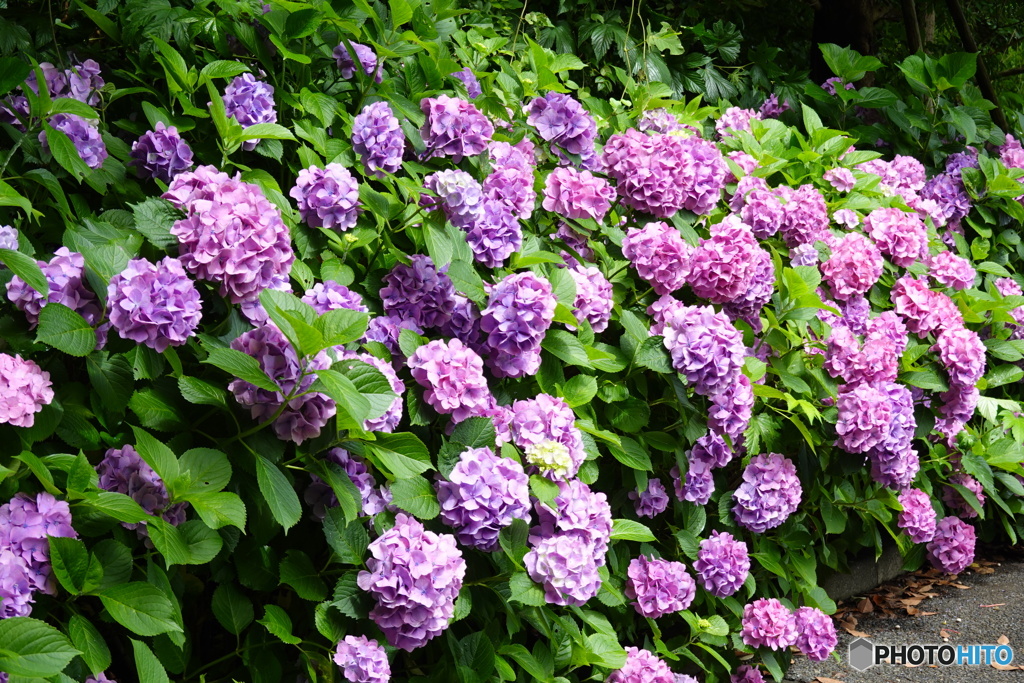 横須賀美術館アジサイ通り道