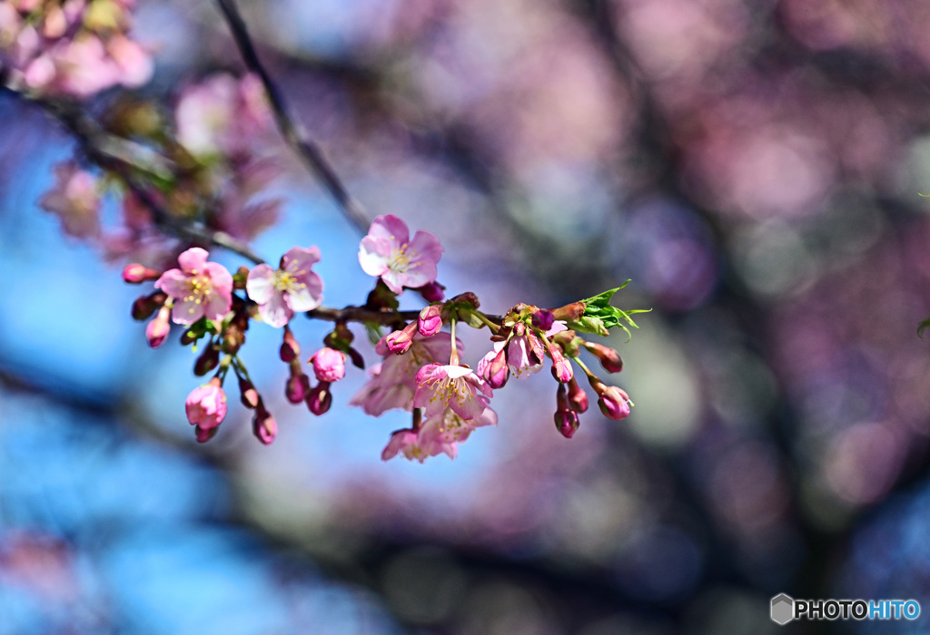 河津桜が咲いてきました