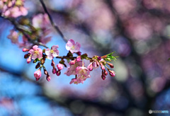 河津桜が咲いてきました