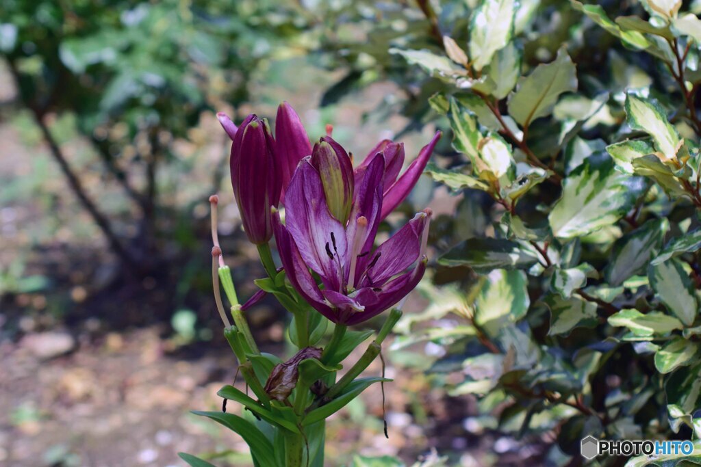 散歩中に見つけた花
