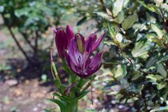 散歩中に見つけた花