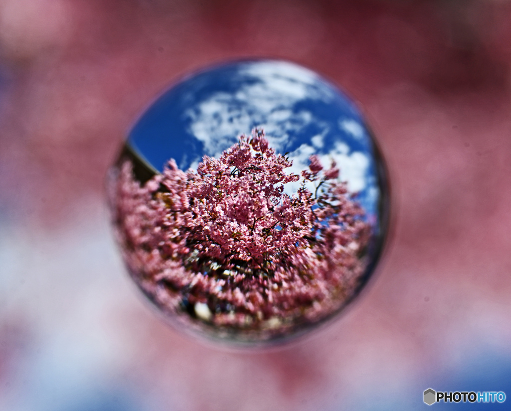 河津桜