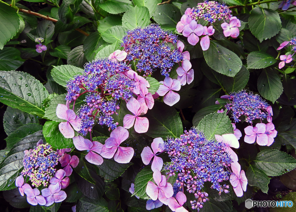 長谷寺のアジサイ