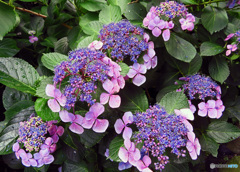 長谷寺のアジサイ