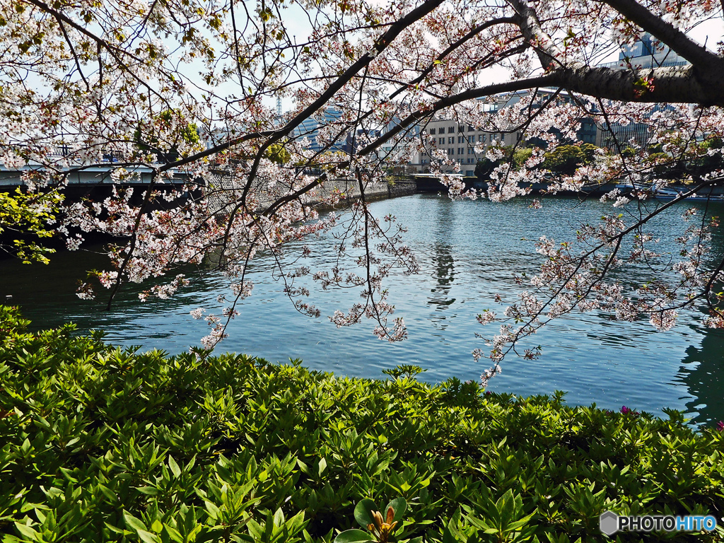 みなとみらい桜のある風景